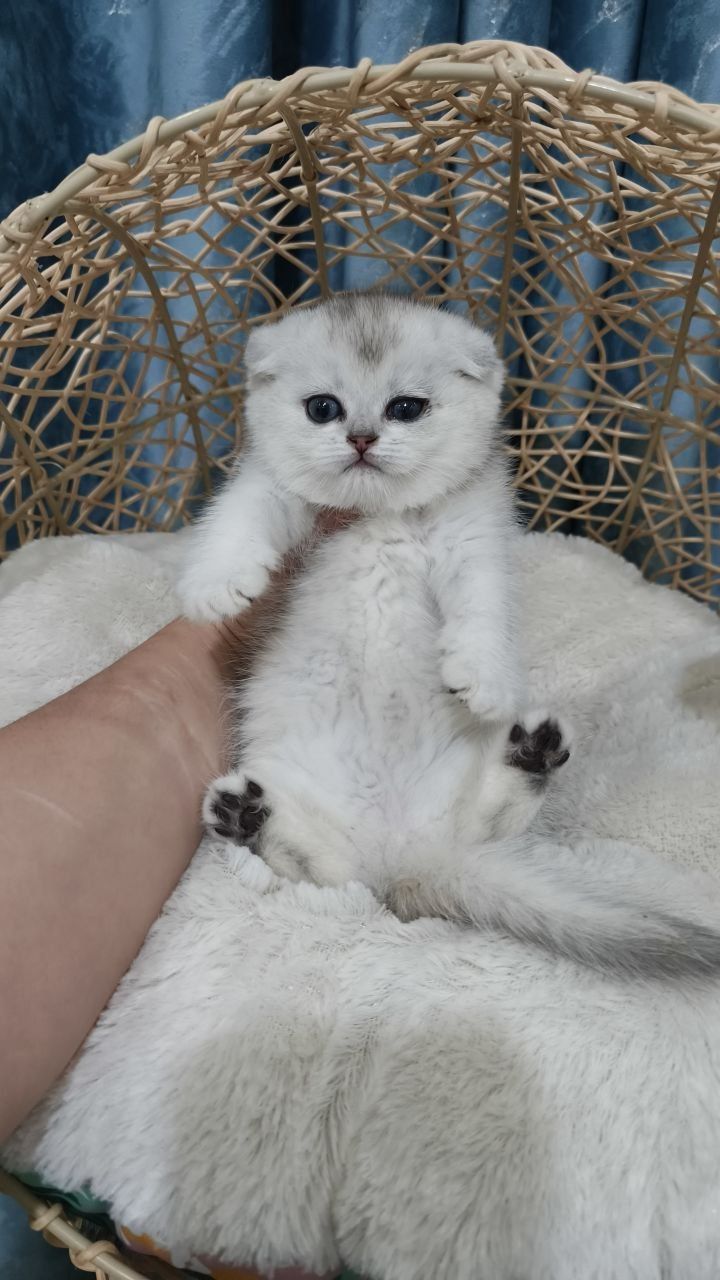 Скотиш фолд девочка серебристая шиншила
