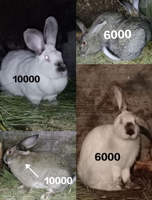 Продам кроликов  на развод