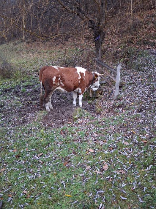 Vând junincă 2 ani