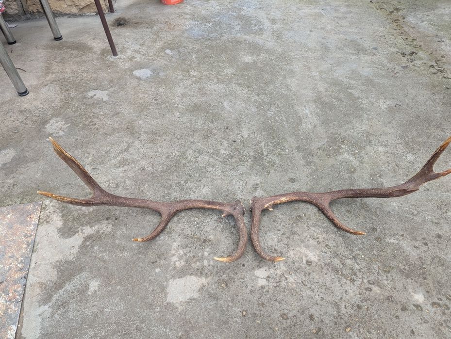 Vând coarne de cerb