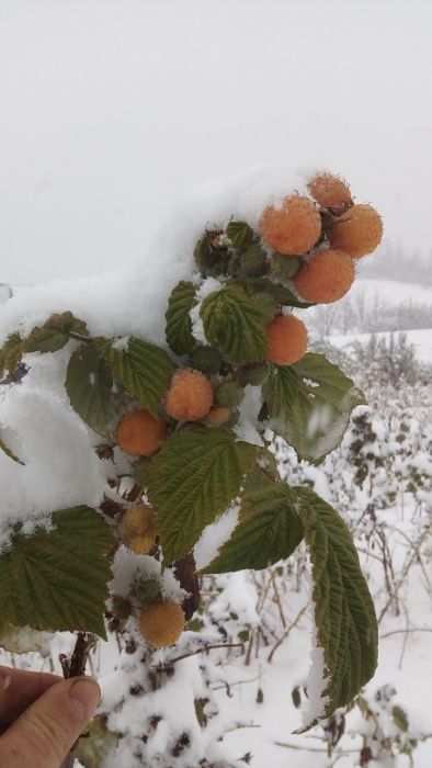 vand zmeura galbena Poranna Rosa(galbena)