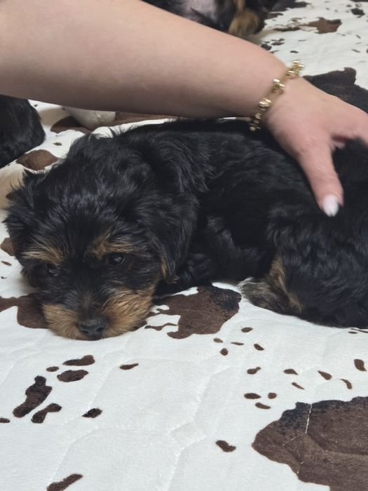 Чистокръвни Йорки – 2-месечни малки сладури!