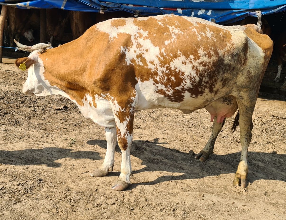 Baltata Românească