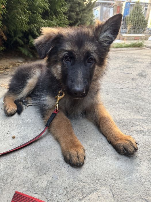 Кобель немецкой овчарки