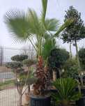Plante ornamentale de orice tip