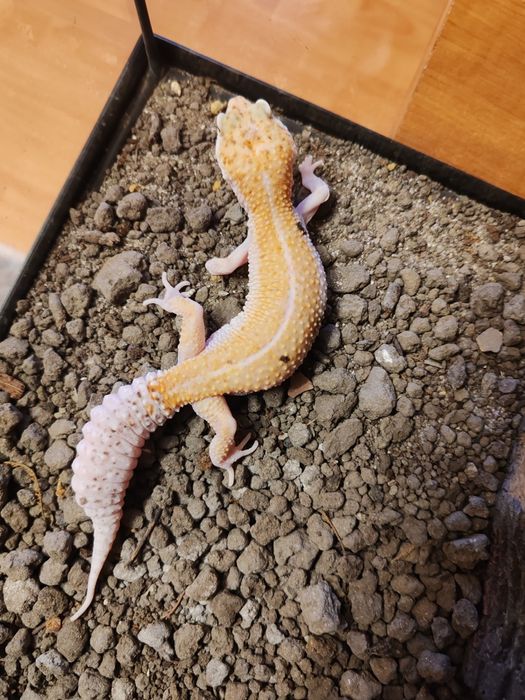 Șopârle Geko Leopard.