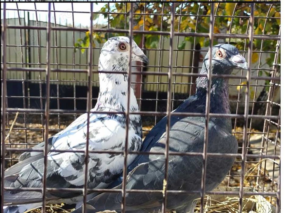 Vand porumbei voiajori tineri