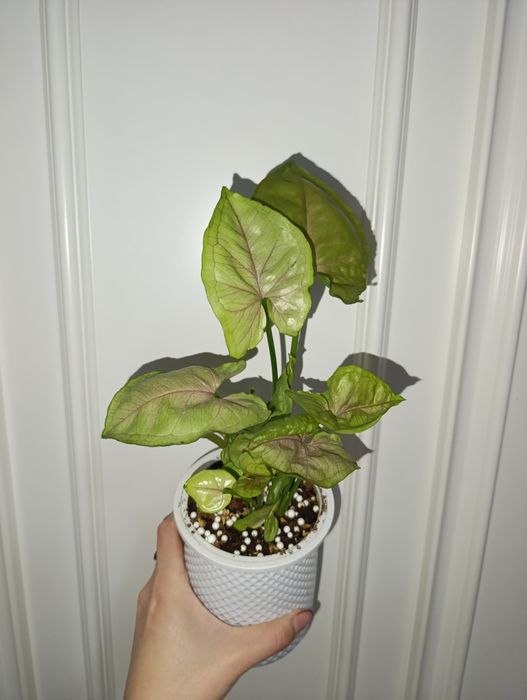 Продаётся сингониум