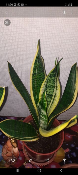 .Долларовое дерево.Замиокулькас  и мн.др