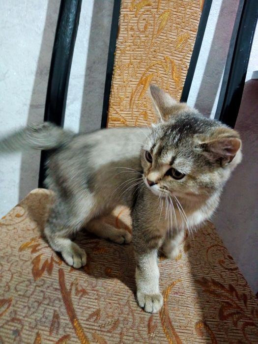 Shotlanskiy shinshila