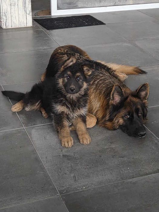 Продаваме кученца - немска овчарка