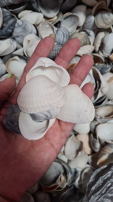 Ракушки ракушки продам