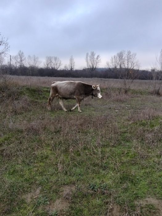 Vând juninca ,gestanta in 6 luni