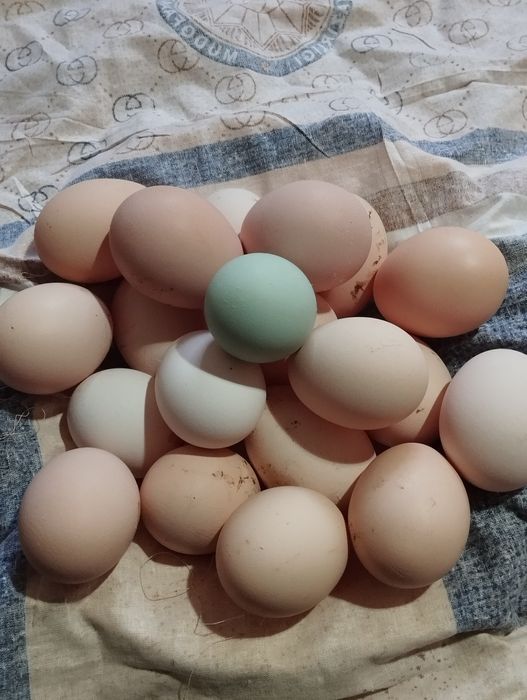 Хонаки ухайли ва куланги тухумлари сотилади