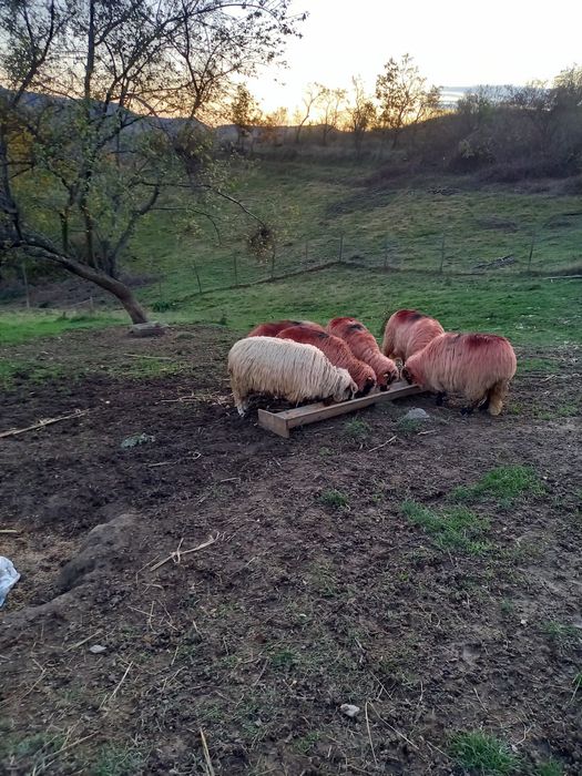 Vând 6 oi .Mai multe detalii la tel.