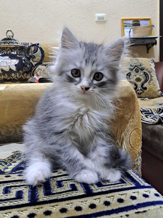 котята в Ургенче