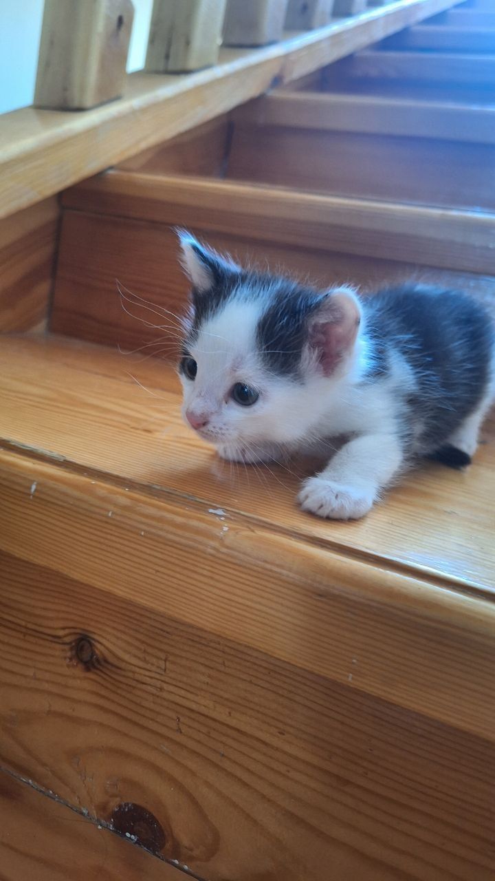 Отдам милых котят