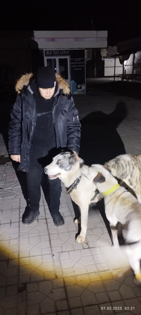 Сотилади Киз бола Алабай Сука Продаётся