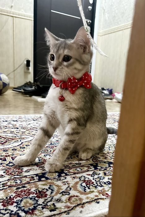 Котята без породы