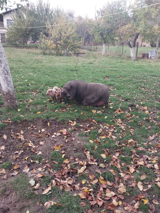 виетнамски прасета