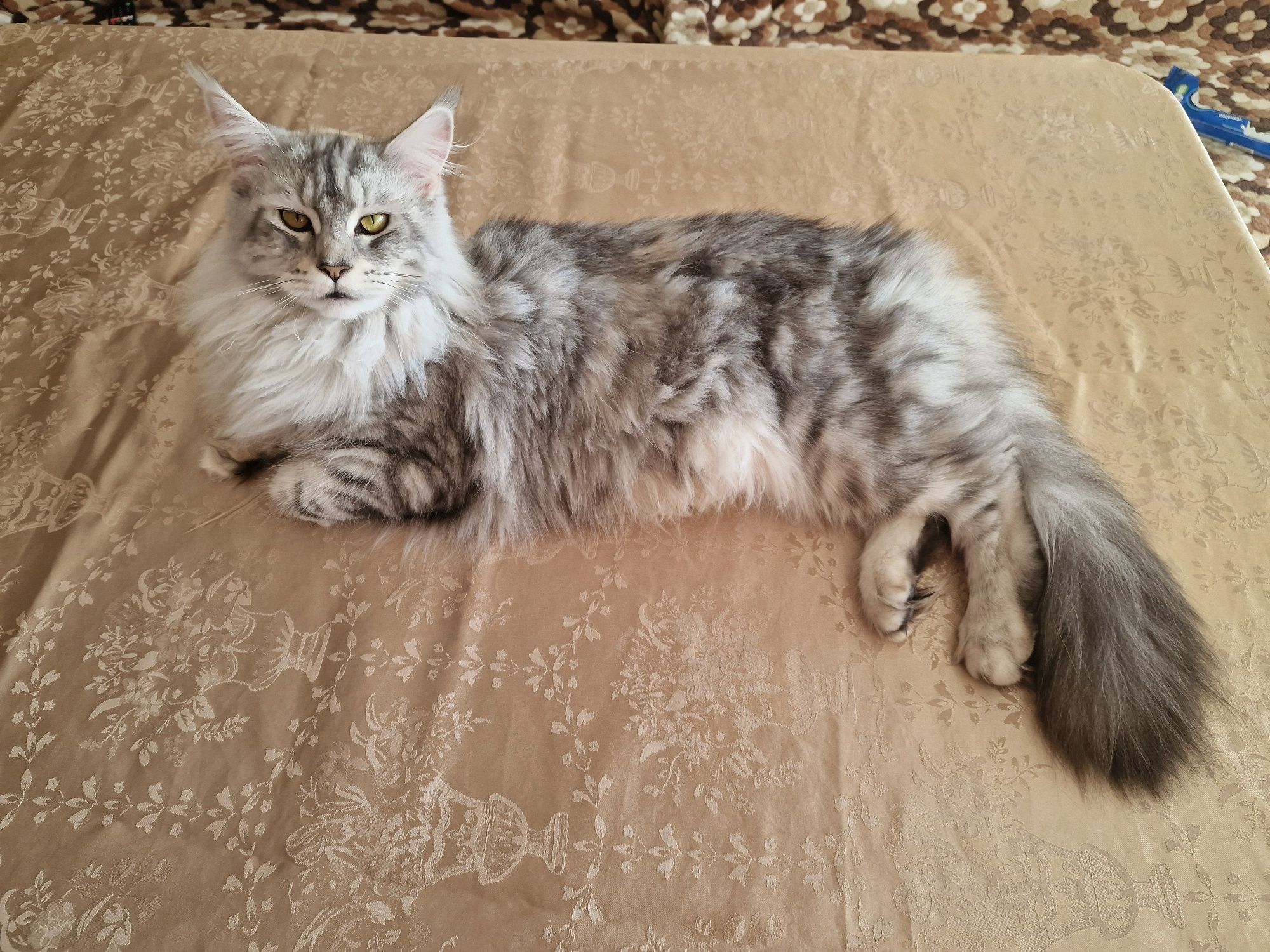 Котенца Мейн Куун