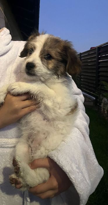 Cautam o familie iubitoare