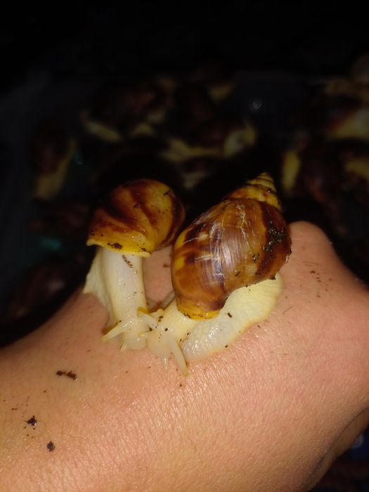 Shiliq qurt sotiladi