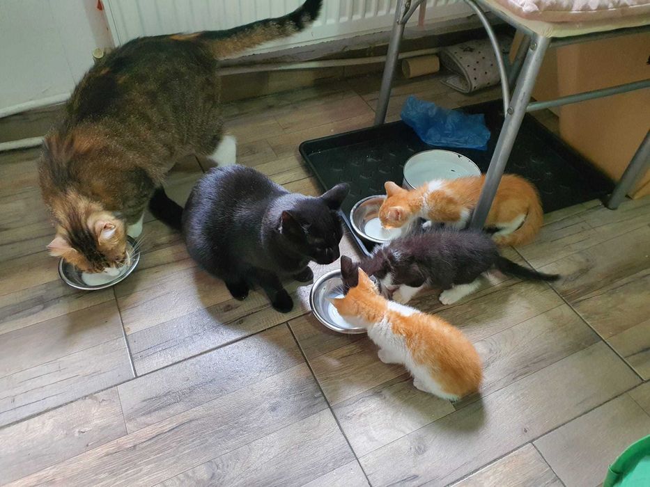 Trei suflete mici caută iubire și un cămin cald