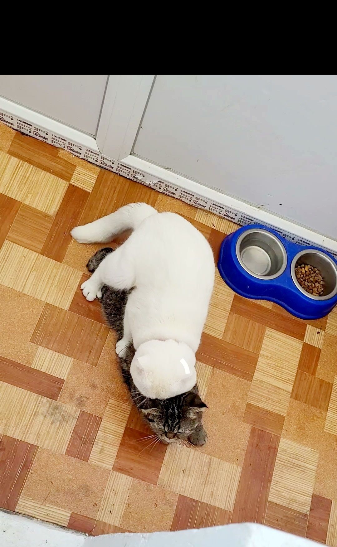 Кот вязка  шотландский вислоухий