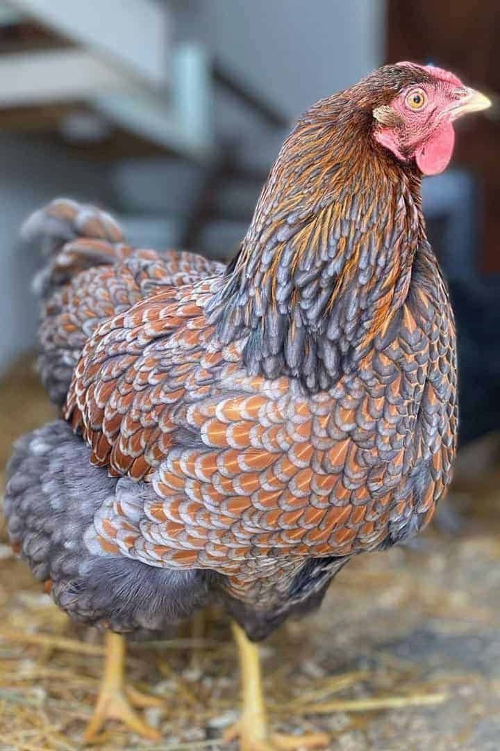 Wyandotte jo'jalari sotiladi
