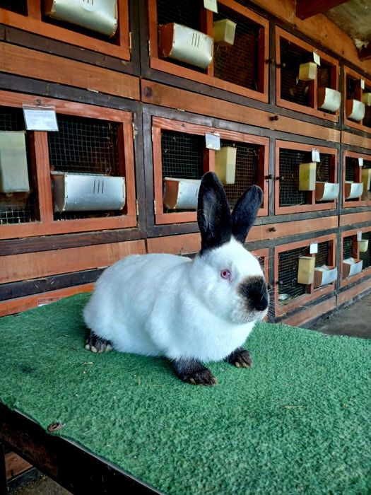 Iepuri de rasă Californian