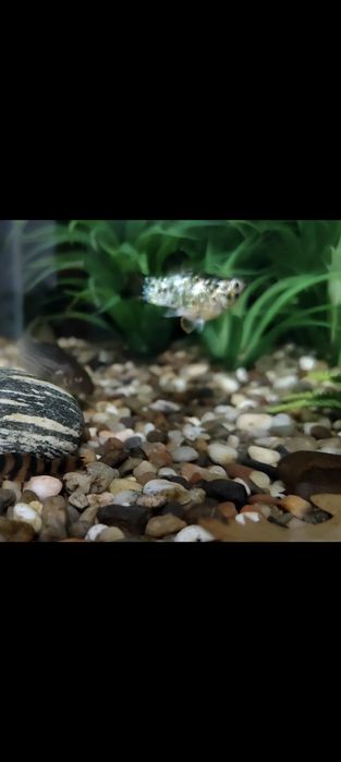 Рыбка моллинезия (молли баллон) самка 1 шт.