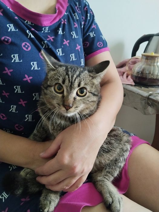 Котёнок бесплатно