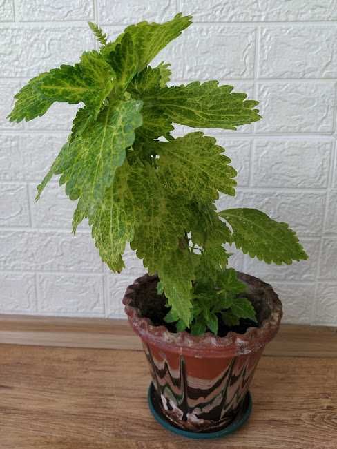 стайни растения + отстъпка