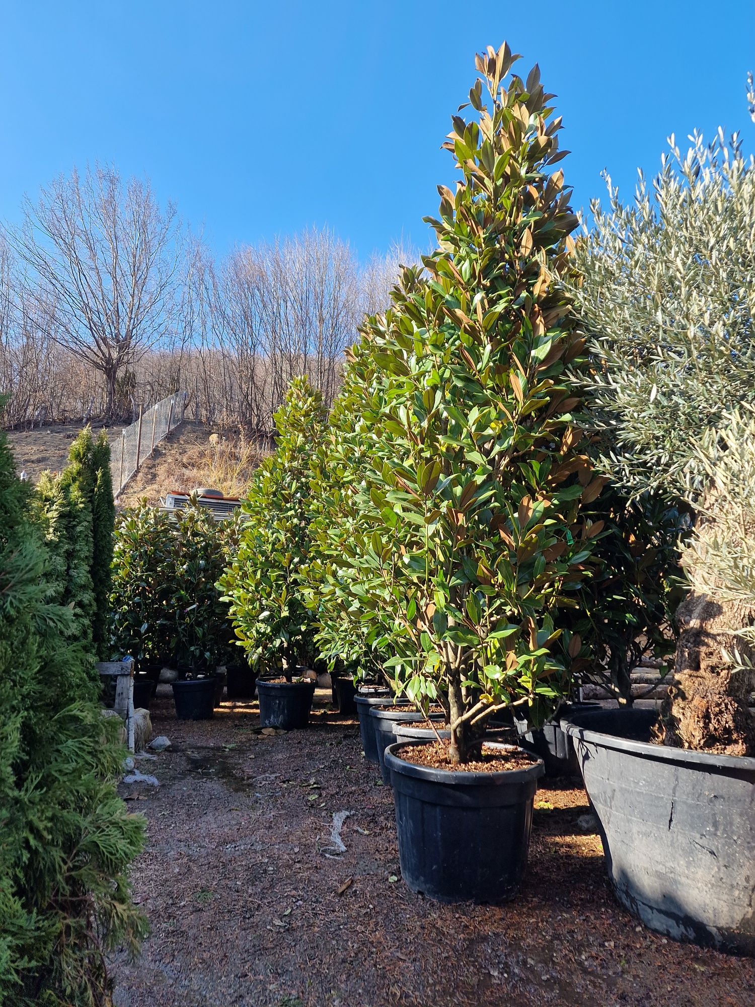 Mandarin, maslin, magnolia grandiflora, palmier cycas, plante exotice