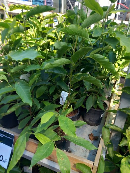 Vând puieți de tei arginti la balot de pământ și  magnoli albe  la ghi