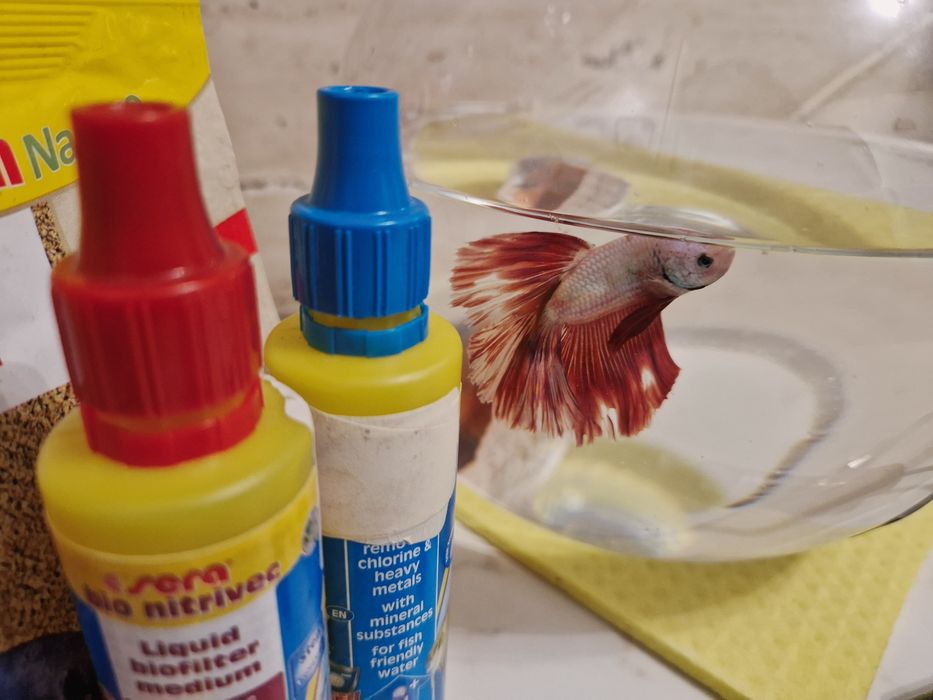 Betta+acvariu 6 ltr+mancare+incaltzator+solutii pentru apa