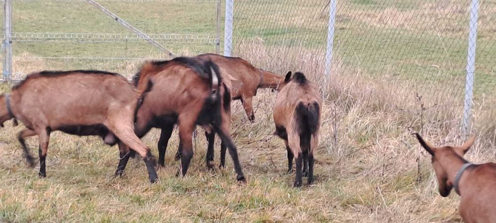 Vand capre bune de lapte