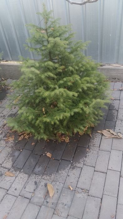 Ёлка   к новому году