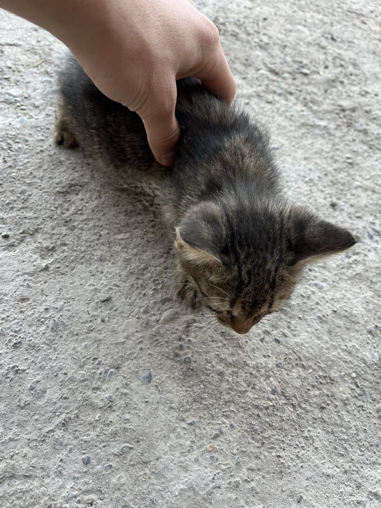 Котёнок кот Мысық