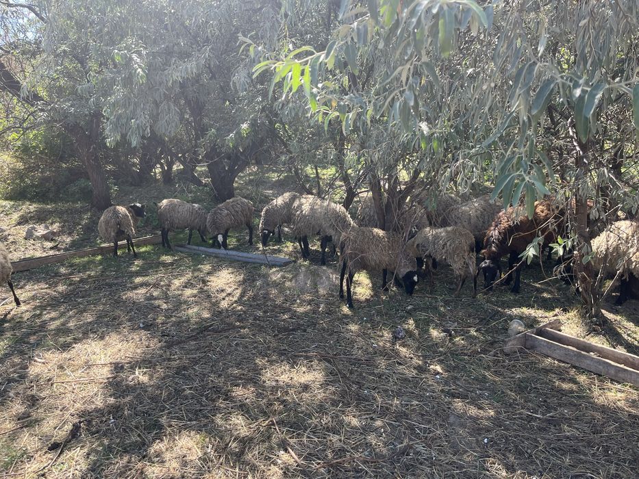 Продам овец Романовской породы