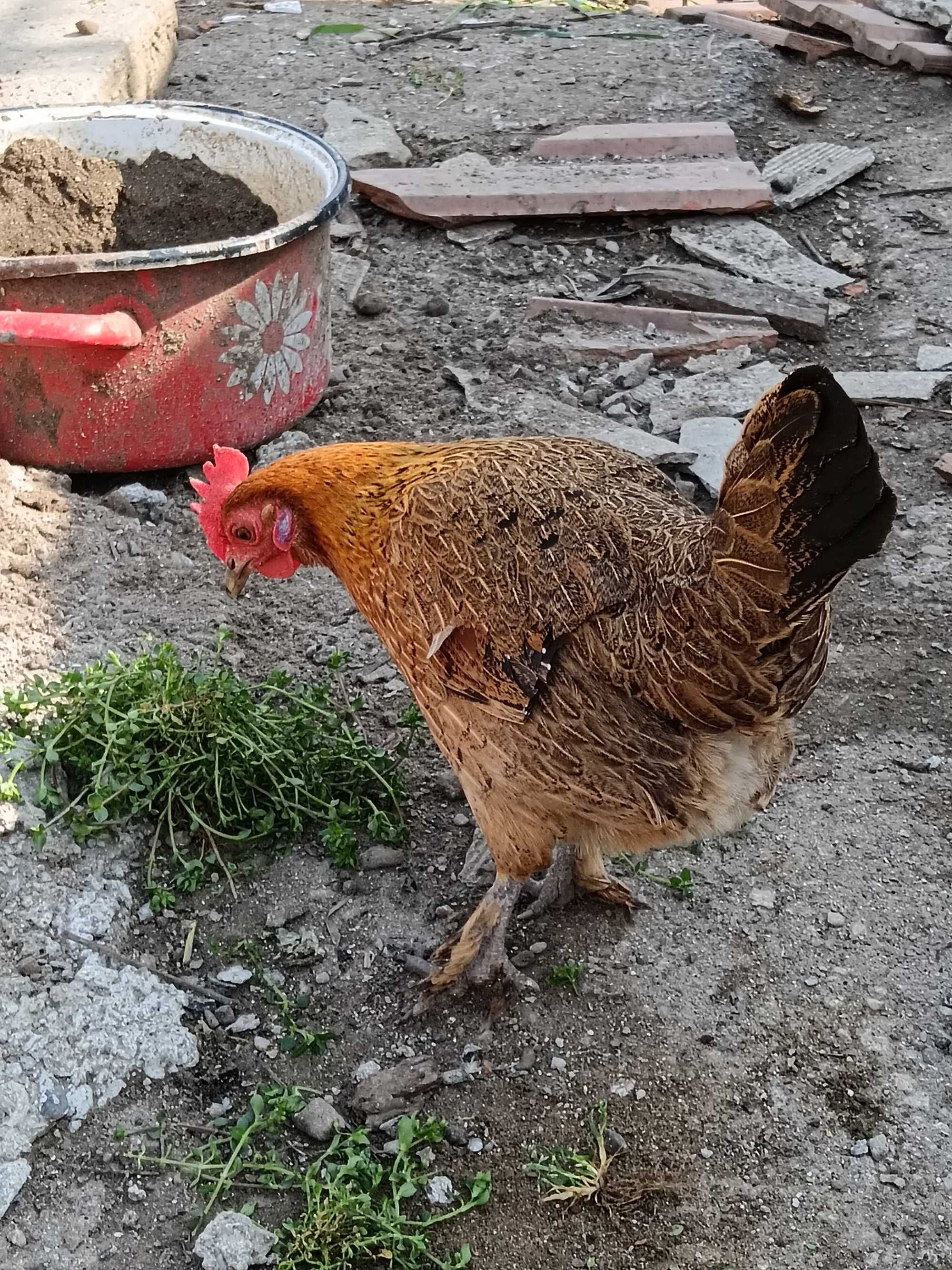 Vând găini pitice diferite vârste și culori