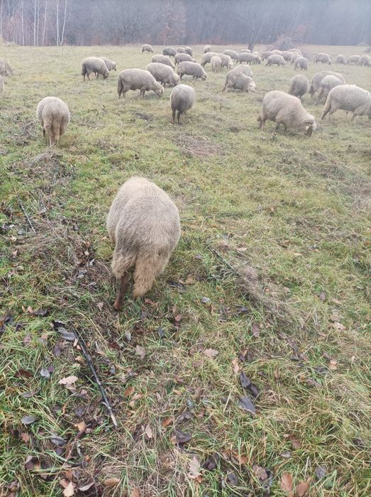 Vând oi tinere varietate ruginie