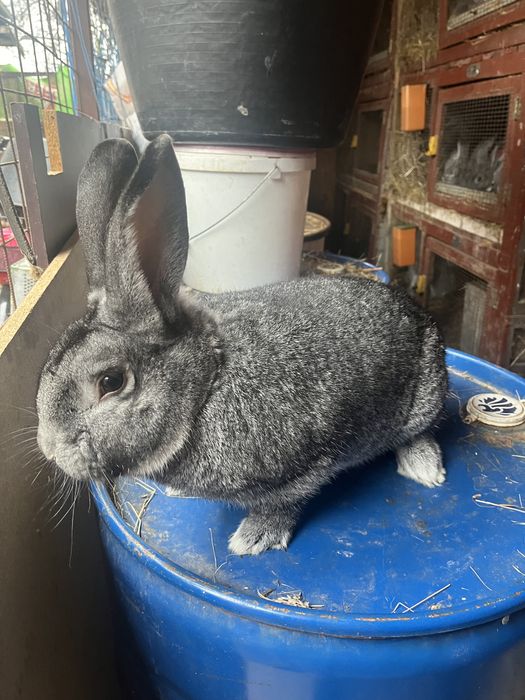 Iepuri chinchilla