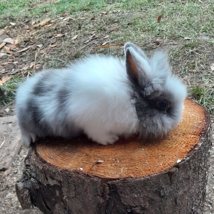 Iepurași pitici  Cap de leu