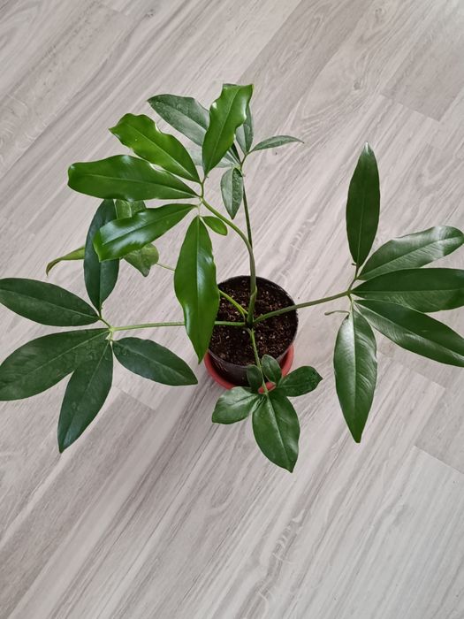 Продам филодендроны