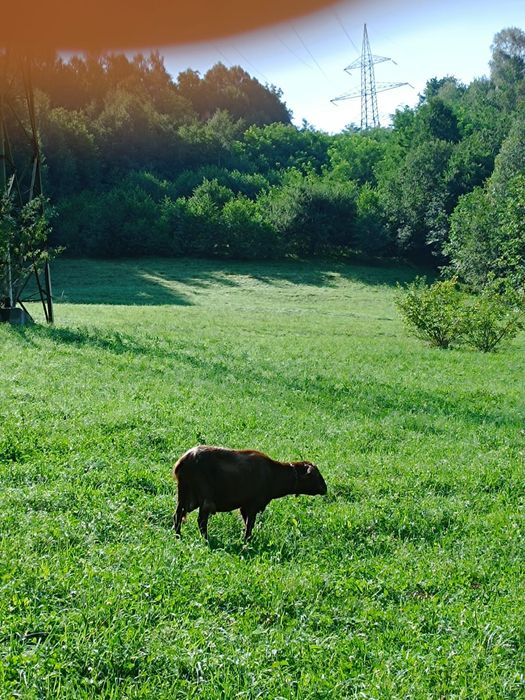 Vând țap murciano granadia in vârstă de 4 ani
