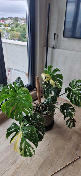 Monstera deliciosa variegata thai constelation albo