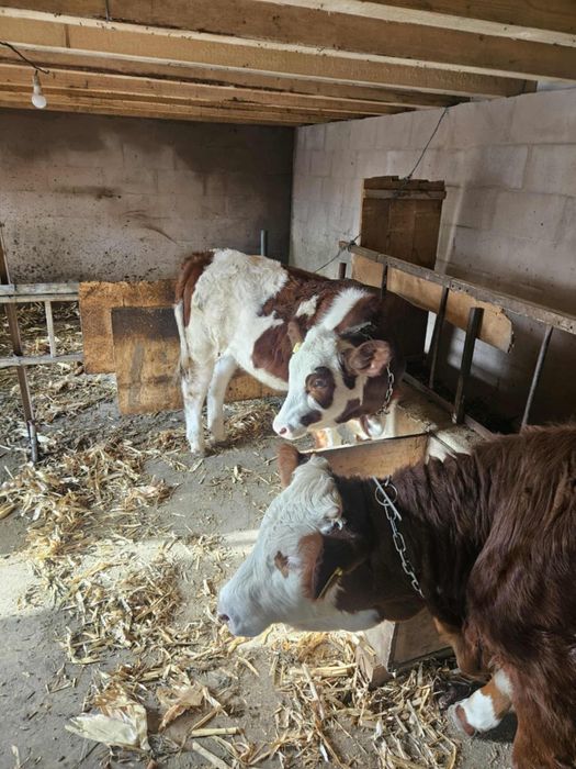 Vite de vanzare din rasa Baltata Romaneasca