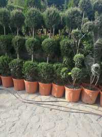 Vând plante ornamentale